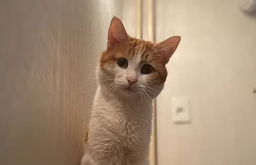 Ρωσία: Οργή για ελεγκτή που πέταξε γάτα από τρένο μέσα στα χιόνια - Ο Twix πέθανε από το κρύο