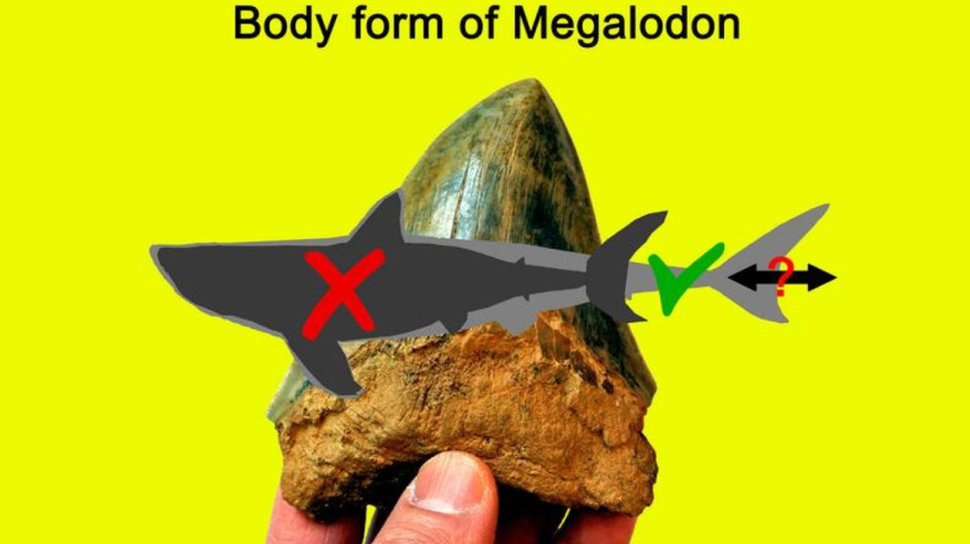 Ο καρχαρίας μεγαλόδοντας ήταν πιο λεπτός και πιο μακρύς απ' όσο πιστεύαμε, δείχνει νέα μελέτη