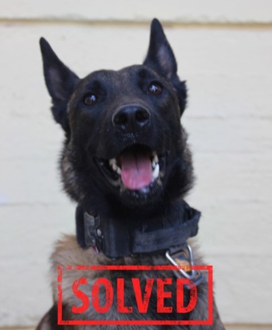 Μεσολόγγι: «Καμία συσκευή δεν αντικαθιστά τη μύτη ενός σκύλου» λέει ο εκπαιδευτής του Echo που βρήκε τη σορό του Μπάμπη