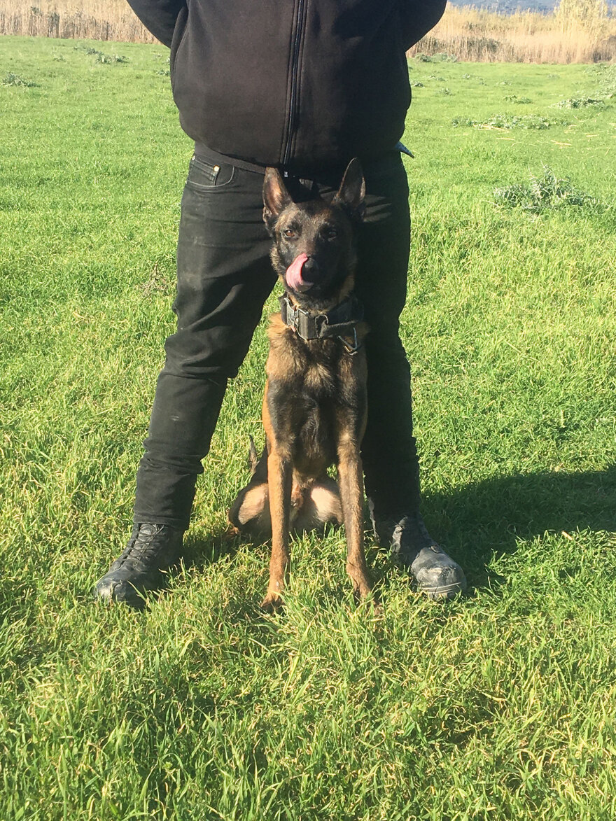 Μεσολόγγι: Το σκυλί γάβγιζε ασταμάτητα όταν βρήκε τη σορό του Μπάμπη, λέει ο εκπαιδευτής του - Δείτε βίντεο