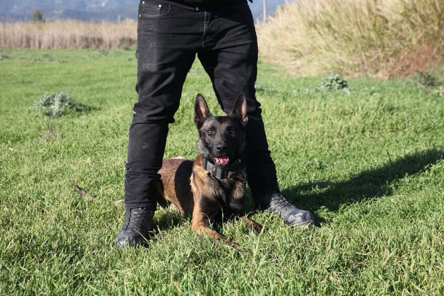 Μεσολόγγι: Το σκυλί γάβγιζε ασταμάτητα όταν βρήκε τη σορό του Μπάμπη, λέει ο εκπαιδευτής του - Δείτε βίντεο