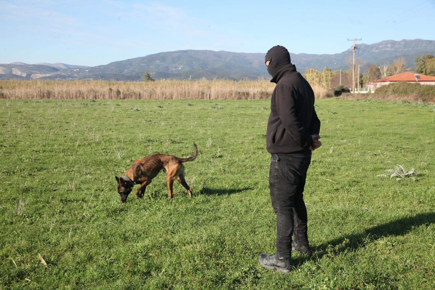 Μεσολόγγι: Το σκυλί γάβγιζε ασταμάτητα όταν βρήκε τη σορό του Μπάμπη, λέει ο εκπαιδευτής του - Δείτε βίντεο