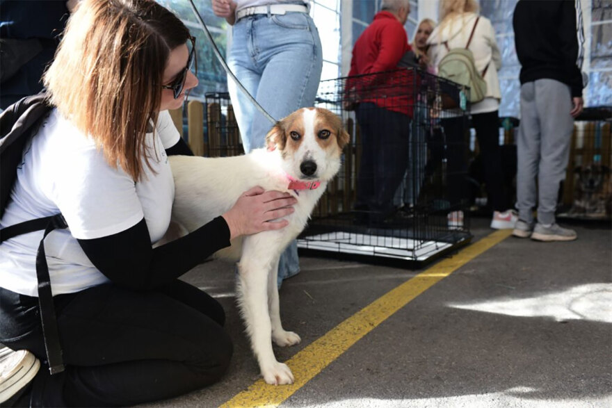 13η Ημέρα Υιοθεσίας από τα Pet city - Τοpetmou.gr αρωγός στην προσπάθεια να βρουν τα αδέσποτα ένα παντοτινό σπίτι