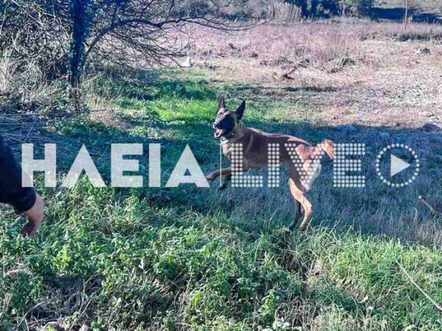 Ηλεία: Τρεις ειδικά εκπαιδευμένοι σκύλοι στην αναζήτηση του 45χρονου που παρασύρθηκε από χείμαρρο