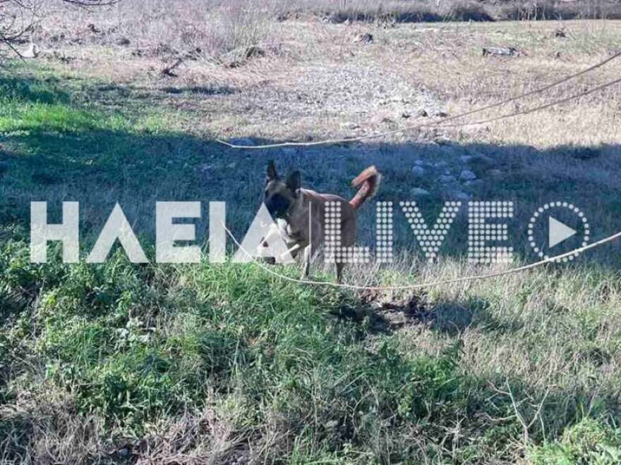 Ηλεία: Τρεις ειδικά εκπαιδευμένοι σκύλοι στην αναζήτηση του 45χρονου που παρασύρθηκε από χείμαρρο