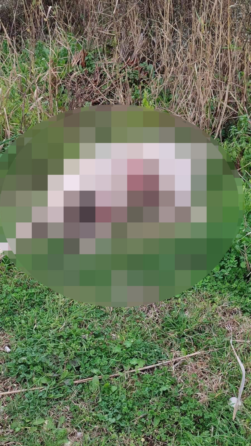 Πάργα: Πυροβόλησε και σκότωσε σκύλο μέσα στον κόσμο σε περιοχή που έπαιζαν παιδιά