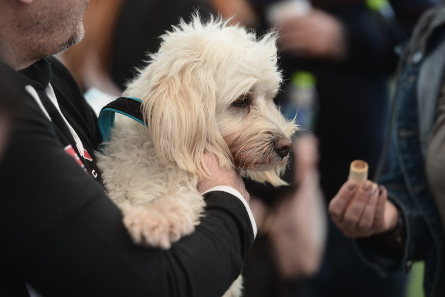 Η πρώτη ημερα υιοθεσίας για το 2024 από το Pet City και το Topetmou.gr - Δεκάδες σκυλάκια βρήκαν το παντοτινό τους σπίτι