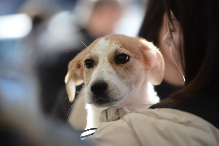 Η πρώτη ημερα υιοθεσίας για το 2024 από το Pet City και το Topetmou.gr - Δεκάδες σκυλάκια βρήκαν το παντοτινό τους σπίτι