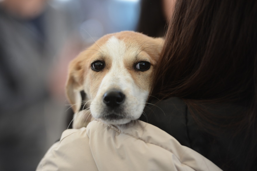 Η πρώτη ημερα υιοθεσίας για το 2024 από το Pet City και το Topetmou.gr - Δεκάδες σκυλάκια βρήκαν το παντοτινό τους σπίτι