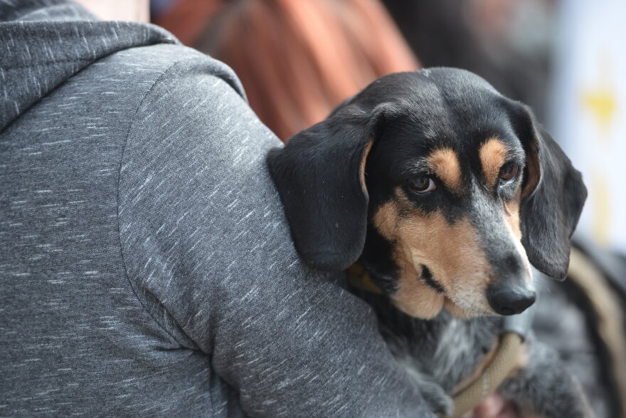 Η πρώτη ημερα υιοθεσίας για το 2024 από το Pet City και το Topetmou.gr - Δεκάδες σκυλάκια βρήκαν το παντοτινό τους σπίτι