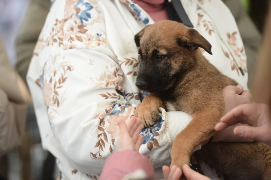 Η πρώτη ημερα υιοθεσίας για το 2024 από το Pet City και το Topetmou.gr - Δεκάδες σκυλάκια βρήκαν το παντοτινό τους σπίτι