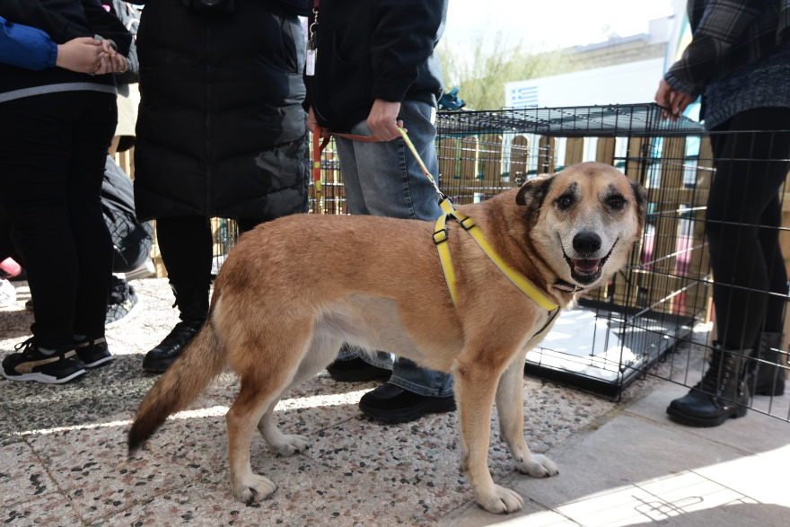 Η πρώτη ημερα υιοθεσίας για το 2024 από το Pet City και το Topetmou.gr - Δεκάδες σκυλάκια βρήκαν το παντοτινό τους σπίτι