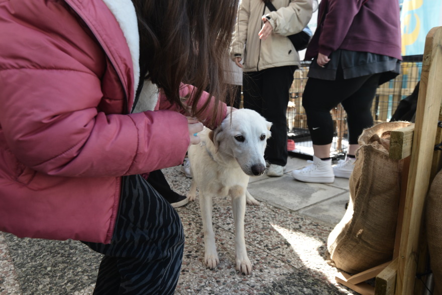 Η πρώτη ημερα υιοθεσίας για το 2024 από το Pet City και το Topetmou.gr - Δεκάδες σκυλάκια βρήκαν το παντοτινό τους σπίτι