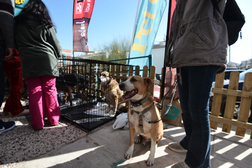 Η πρώτη ημερα υιοθεσίας για το 2024 από το Pet City και το Topetmou.gr - Δεκάδες σκυλάκια βρήκαν το παντοτινό τους σπίτι