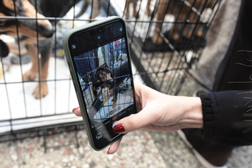 Η πρώτη ημερα υιοθεσίας για το 2024 από το Pet City και το Topetmou.gr - Δεκάδες σκυλάκια βρήκαν το παντοτινό τους σπίτι