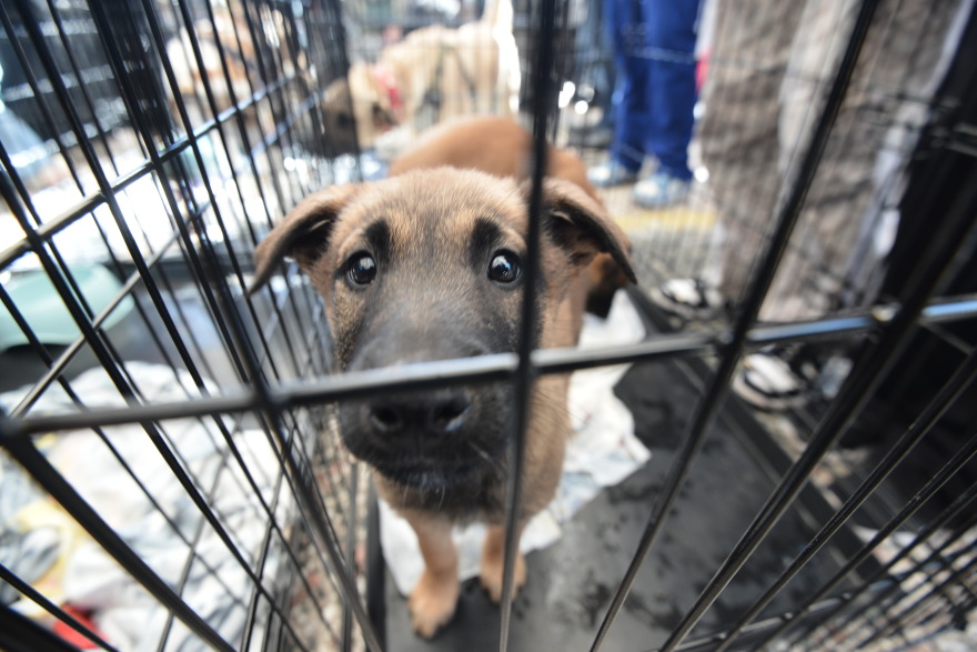 Η πρώτη ημερα υιοθεσίας για το 2024 από το Pet City και το Topetmou.gr - Δεκάδες σκυλάκια βρήκαν το παντοτινό τους σπίτι