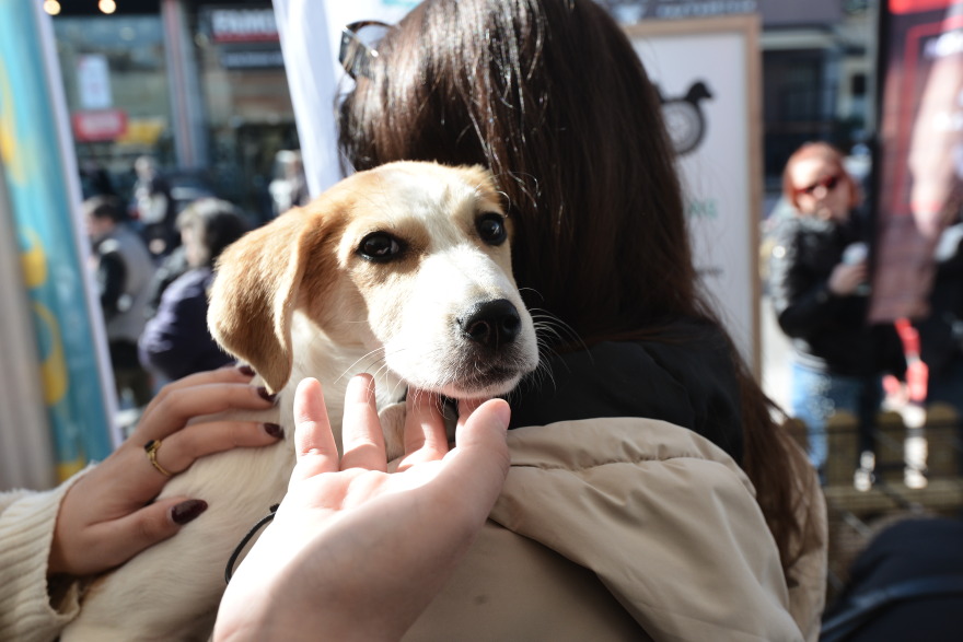 Η πρώτη ημερα υιοθεσίας για το 2024 από το Pet City και το Topetmou.gr - Δεκάδες σκυλάκια βρήκαν το παντοτινό τους σπίτι