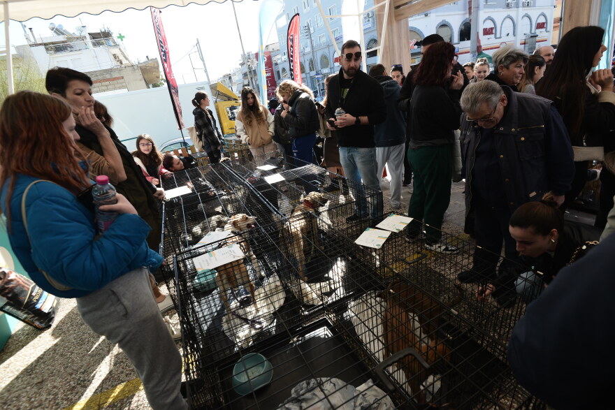 Η πρώτη ημερα υιοθεσίας για το 2024 από το Pet City και το Topetmou.gr - Δεκάδες σκυλάκια βρήκαν το παντοτινό τους σπίτι
