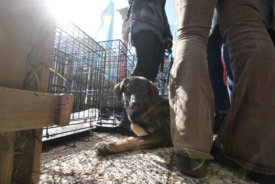 Η πρώτη ημερα υιοθεσίας για το 2024 από το Pet City και το Topetmou.gr - Δεκάδες σκυλάκια βρήκαν το παντοτινό τους σπίτι