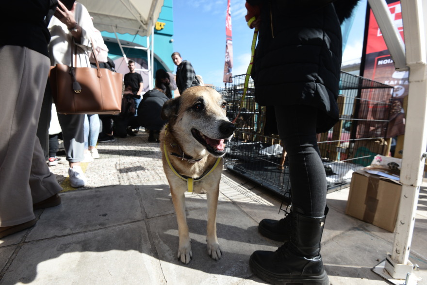 Η πρώτη ημερα υιοθεσίας για το 2024 από το Pet City και το Topetmou.gr - Δεκάδες σκυλάκια βρήκαν το παντοτινό τους σπίτι