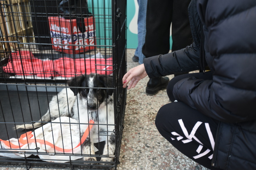 Η πρώτη ημερα υιοθεσίας για το 2024 από το Pet City και το Topetmou.gr - Δεκάδες σκυλάκια βρήκαν το παντοτινό τους σπίτι