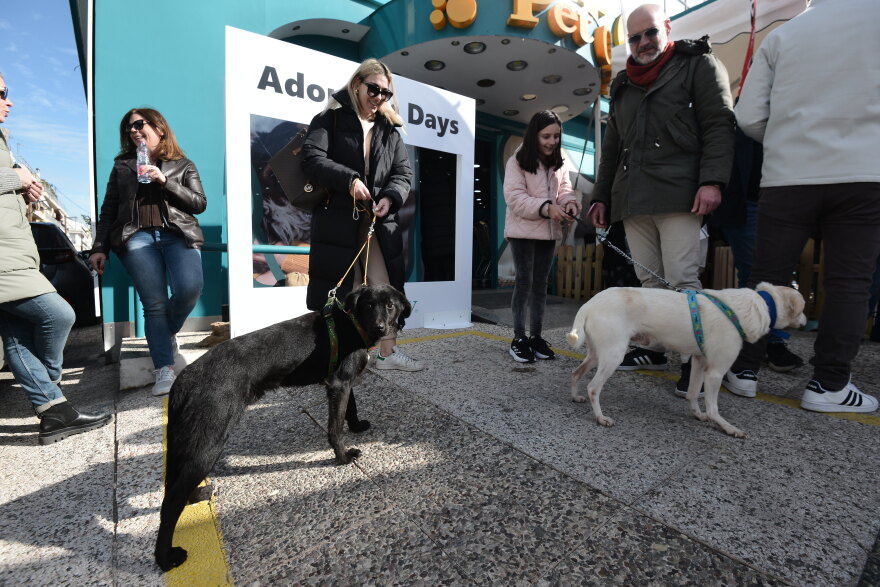 Η πρώτη ημερα υιοθεσίας για το 2024 από το Pet City και το Topetmou.gr - Δεκάδες σκυλάκια βρήκαν το παντοτινό τους σπίτι