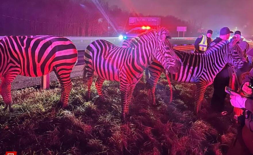 Ιντιάνα: Καμήλες και ζέβρες ξεχύθηκαν σε αυτοκινητόδρομο αφού έπιασε φωτιά το φορτηγό που τις μετέφερε