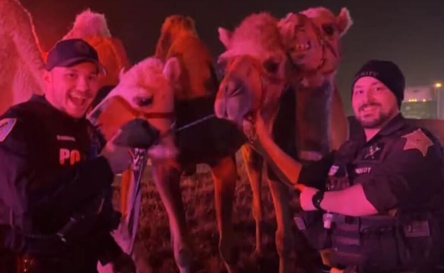 Ιντιάνα: Καμήλες και ζέβρες ξεχύθηκαν σε αυτοκινητόδρομο αφού έπιασε φωτιά το φορτηγό που τις μετέφερε