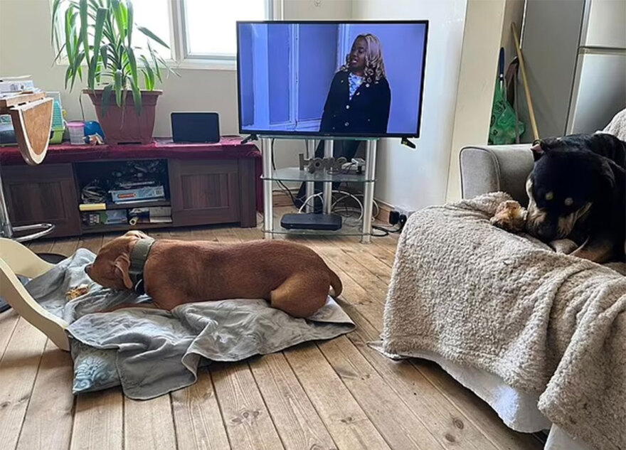 Αγγλία: Άγριος θάνατος για 68χρονη - Την κατασπάραξαν σκυλιά μπροστά στον εγγονό της