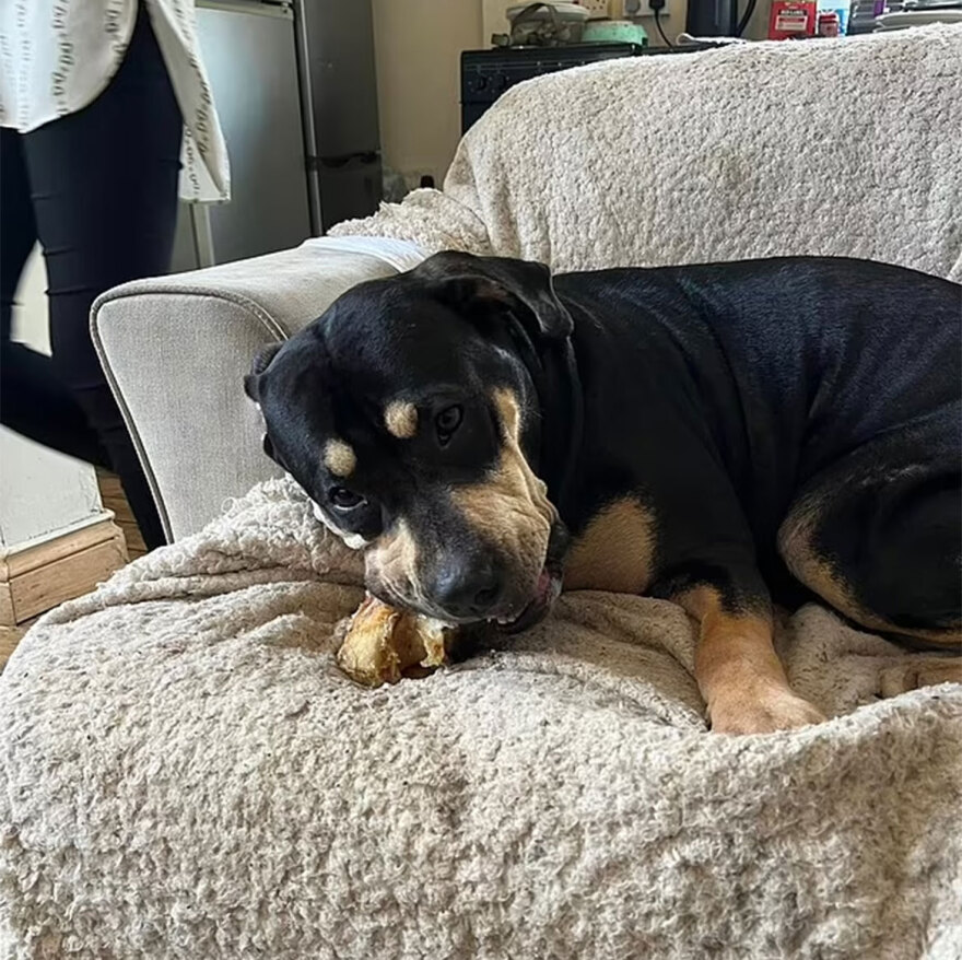 Αγγλία: Άγριος θάνατος για 68χρονη - Την κατασπάραξαν σκυλιά μπροστά στον εγγονό της