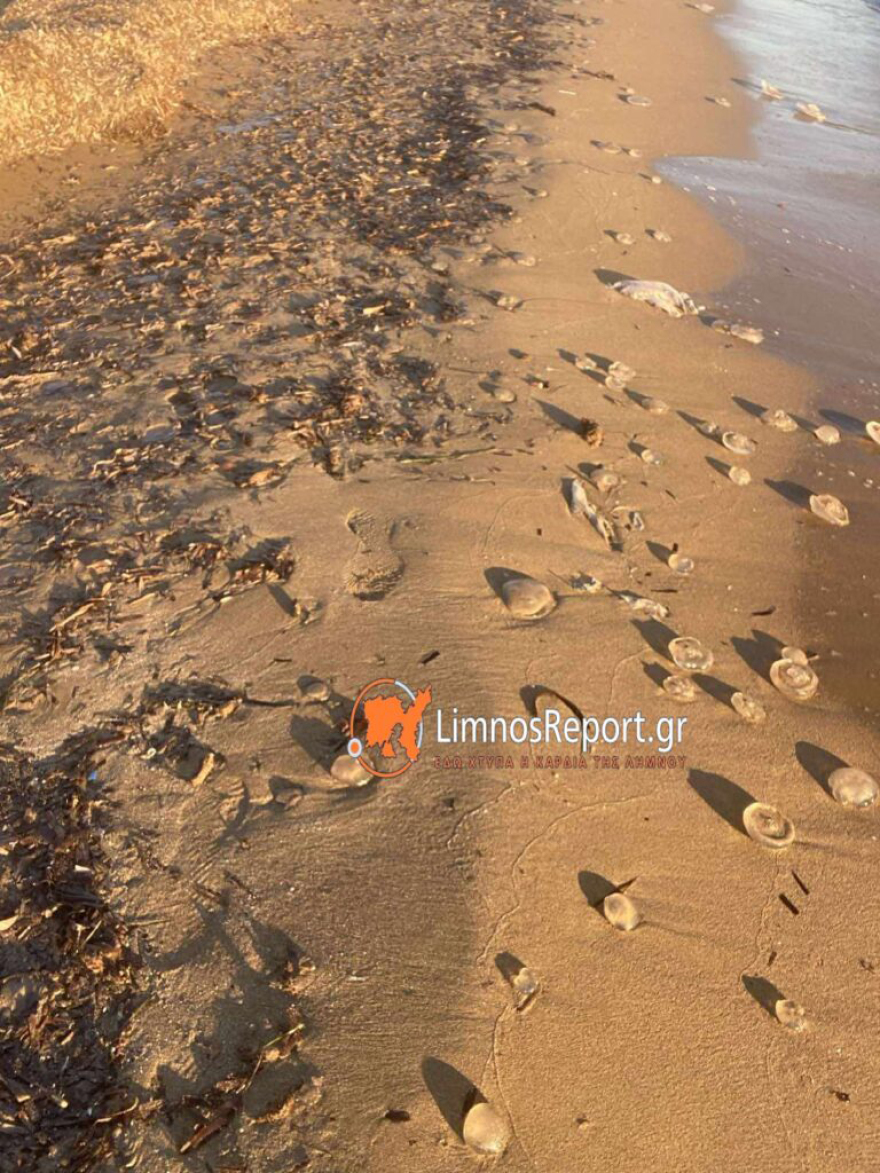 Εκατοντάδες μέδουσες ξεβράστηκαν στην παραλία Πλατύ της Λήμνου - Φωτογραφίες