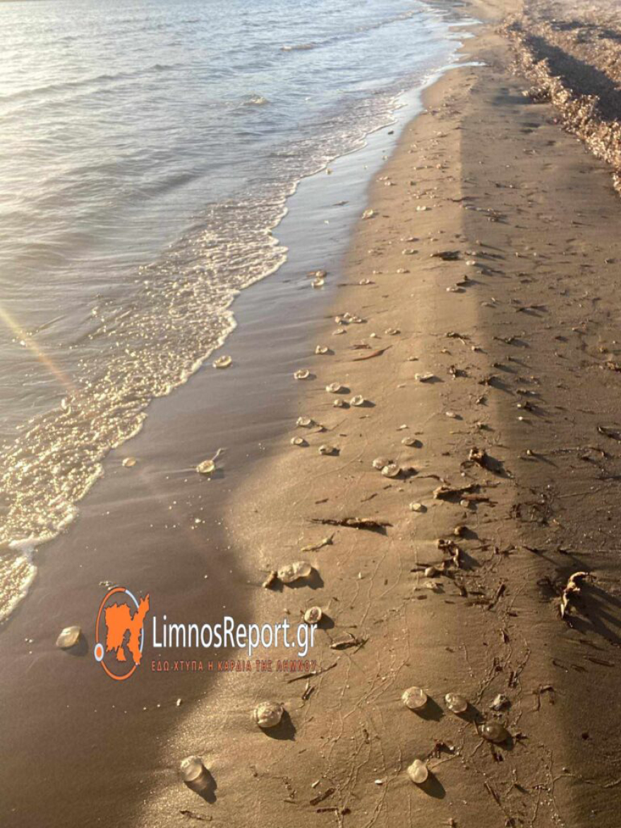 Εκατοντάδες μέδουσες ξεβράστηκαν στην παραλία Πλατύ της Λήμνου - Φωτογραφίες