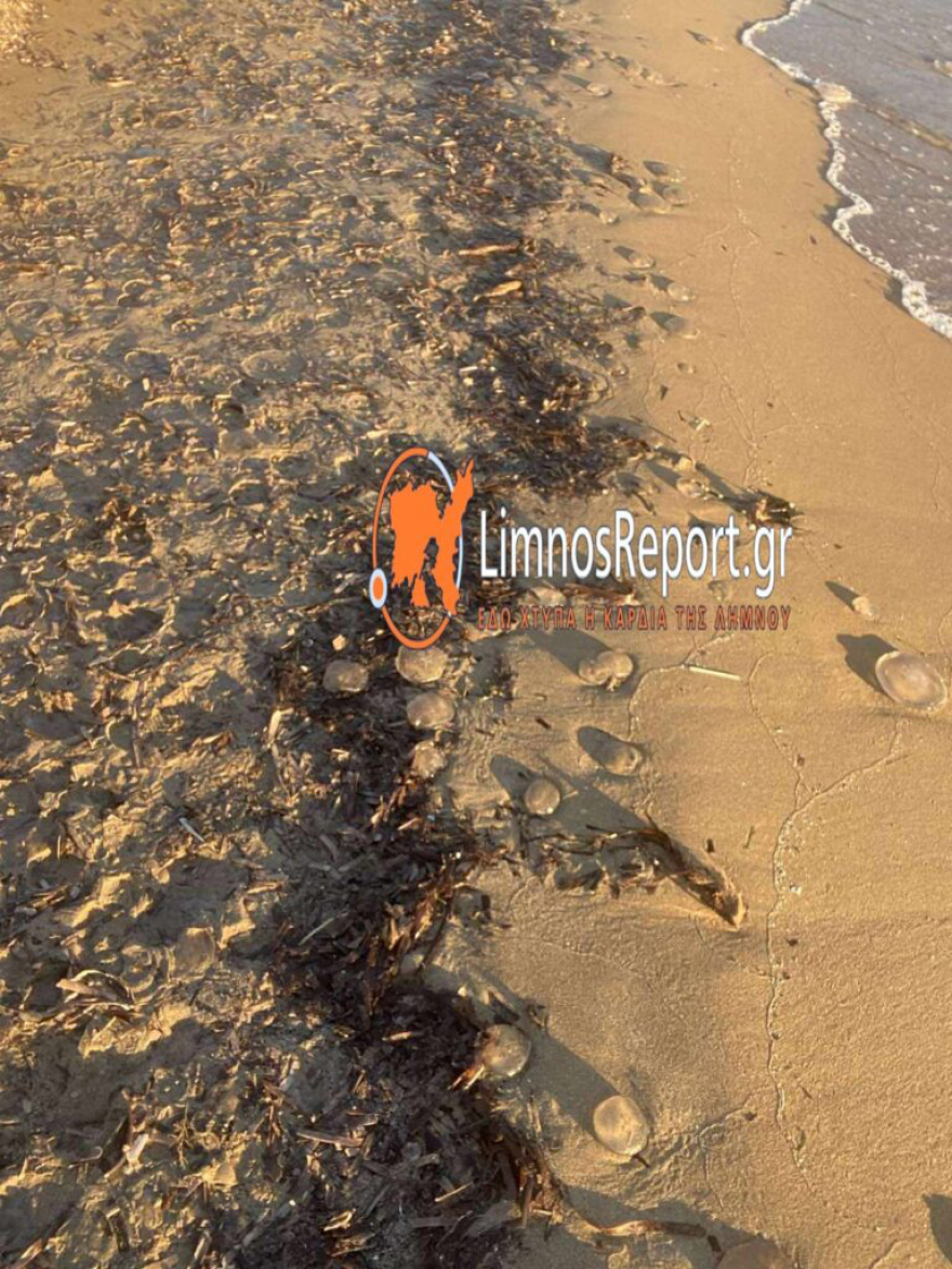 Εκατοντάδες μέδουσες ξεβράστηκαν στην παραλία Πλατύ της Λήμνου - Φωτογραφίες