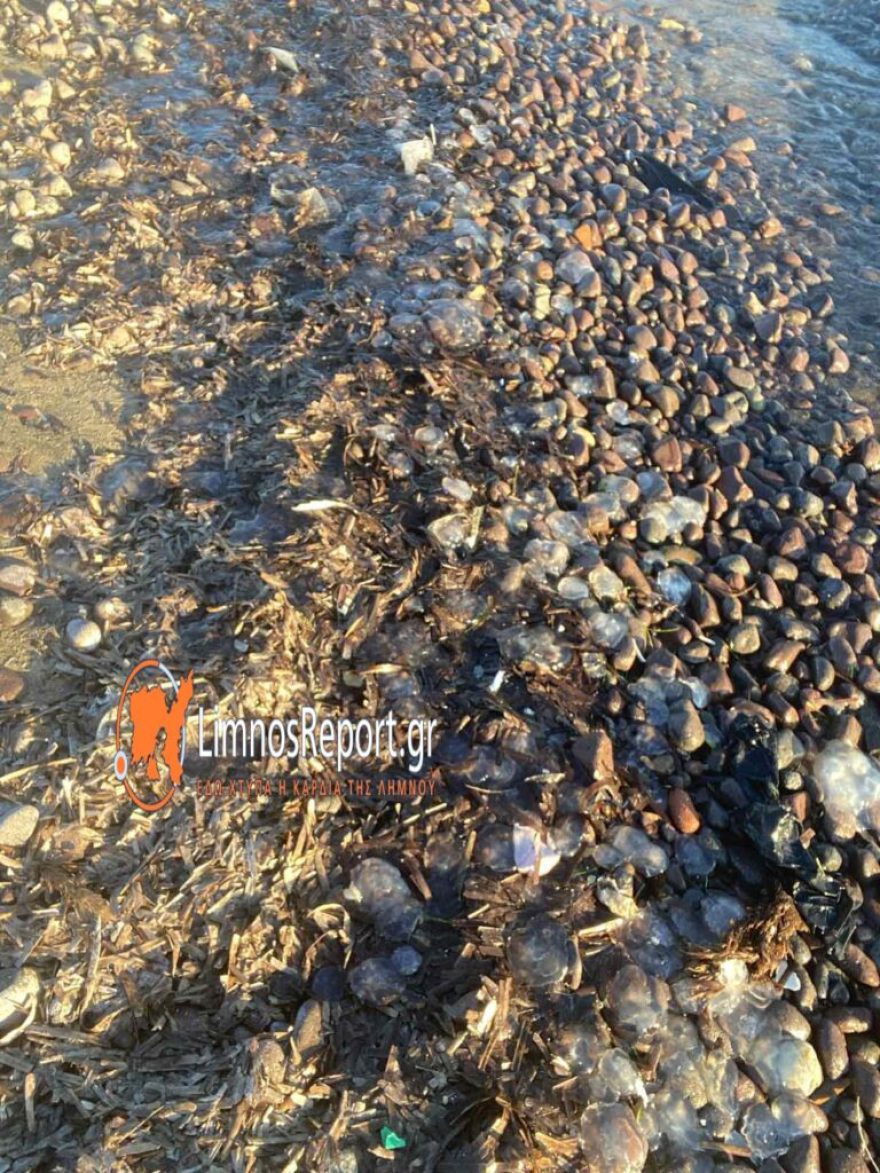 Εκατοντάδες μέδουσες ξεβράστηκαν στην παραλία Πλατύ της Λήμνου - Φωτογραφίες
