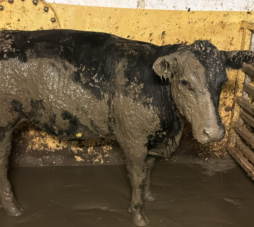 Νότια Αφρική: Αφόρητη δυσοσμία έφερε στο Κέιπ Τάουν ένα πλοίο με χιλιάδες αγελάδες