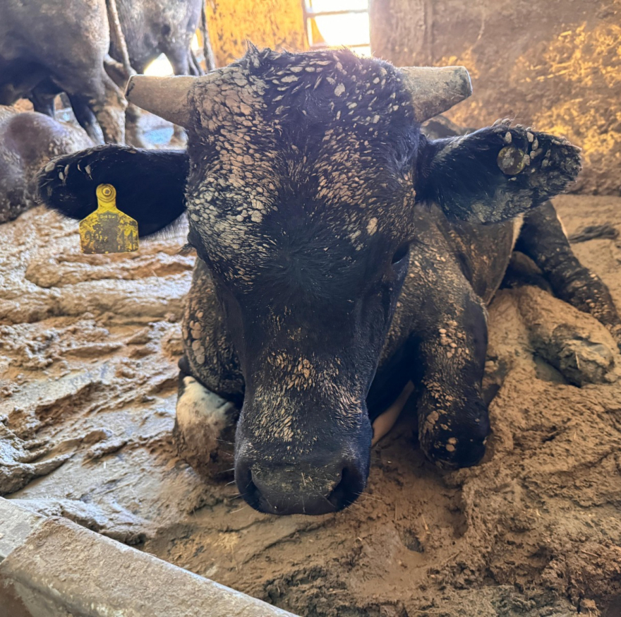 Νότια Αφρική: Αφόρητη δυσοσμία έφερε στο Κέιπ Τάουν ένα πλοίο με χιλιάδες αγελάδες