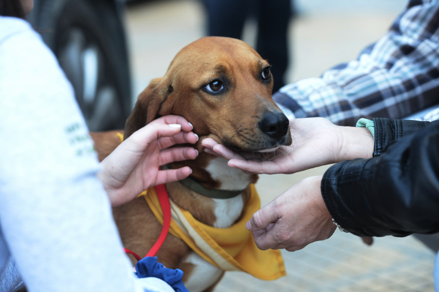 Στα Άνω Πατήσια η 14η Ημέρα Υιοθεσίας των Pet City - Αρωγός στην υπεύθυνη υιοθεσία και topetmou.gr