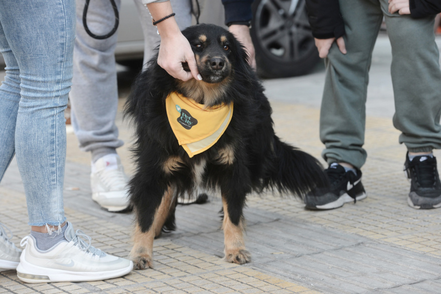 Στα Άνω Πατήσια η 14η Ημέρα Υιοθεσίας των Pet City - Αρωγός στην υπεύθυνη υιοθεσία και topetmou.gr