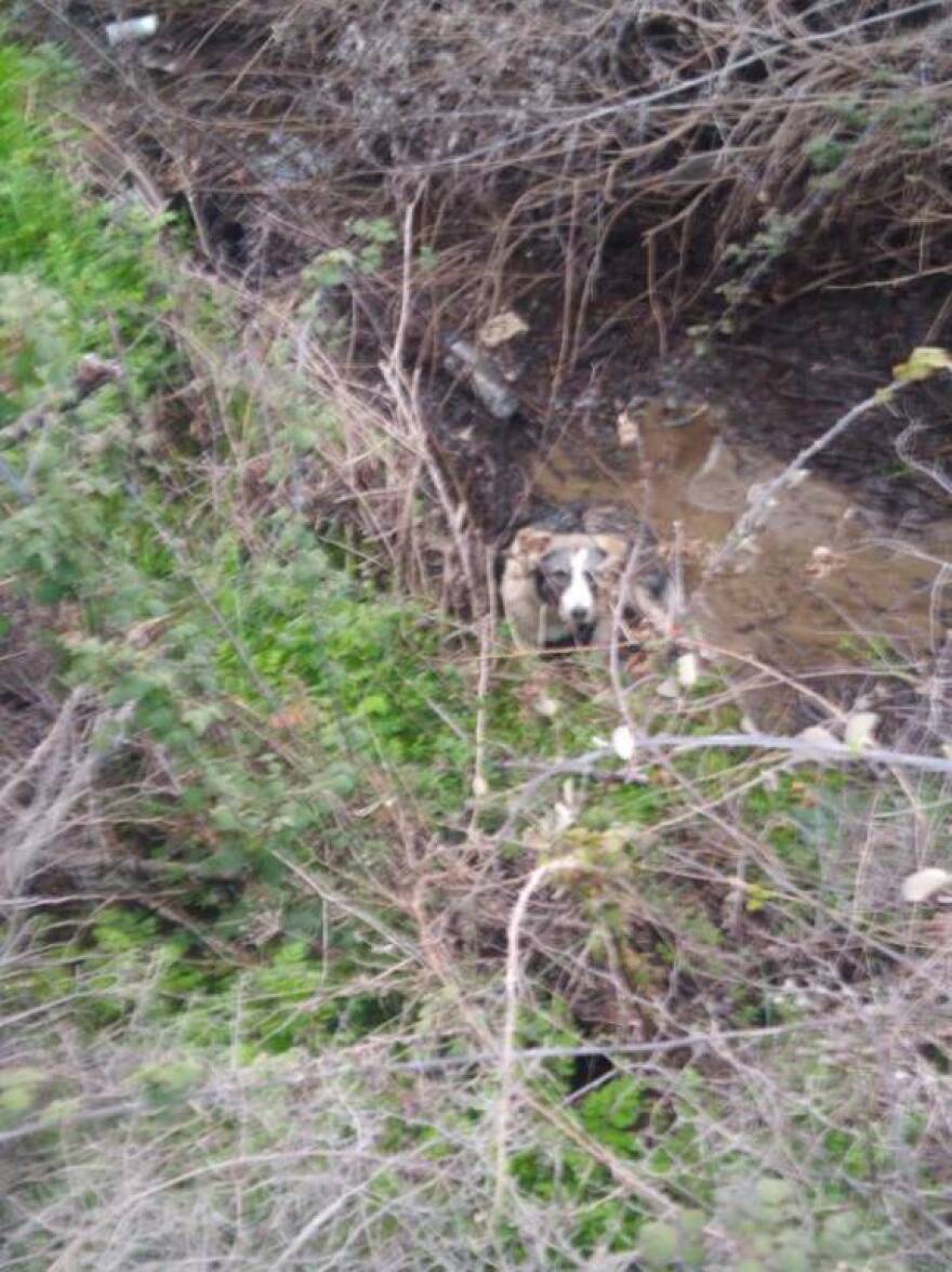 Μετέωρα: Άγνωστος έδεσε με σύρμα ένα σκυλάκι και το πέταξε σε χαντάκι με νερό βάθους 2 μέτρων