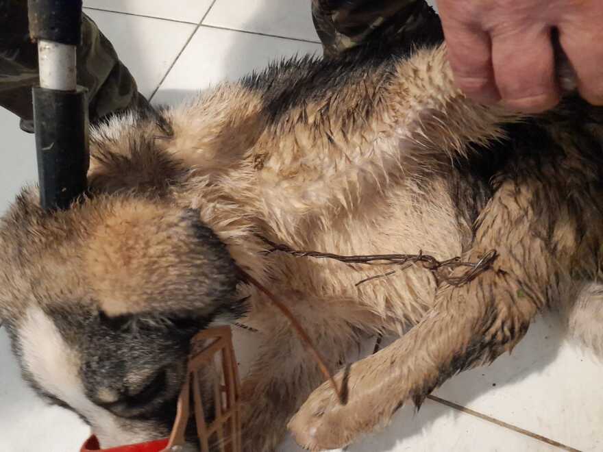 Μετέωρα: Άγνωστος έδεσε με σύρμα ένα σκυλάκι και το πέταξε σε χαντάκι με νερό βάθους 2 μέτρων