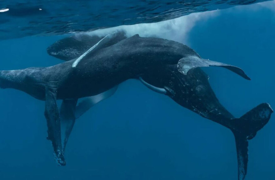 Σπάνιο φαινόμενο: Φωτογράφοι κατέγραψαν τη στιγμή που δυο αρσενικές φάλαινες κάνουν σεξ