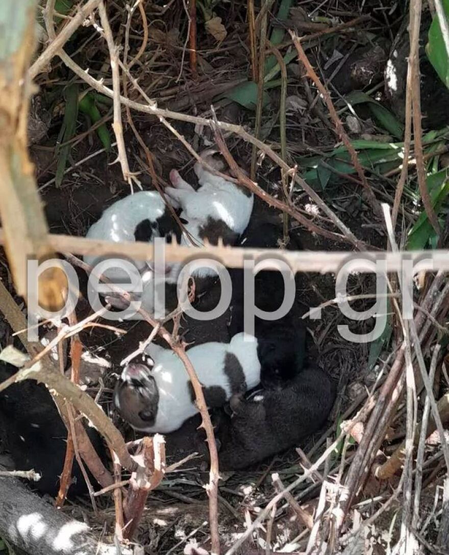 Πάτρα: Κακοποίησαν έγκυο σκυλίτσα και επέζησε - Οι βασανιστές της θα επιστρέψουν, λένε κάτοικοι