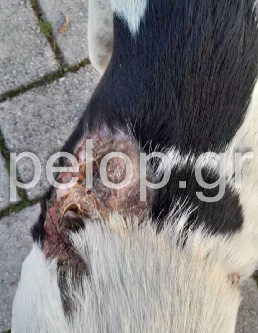 Πάτρα: Κακοποίησαν έγκυο σκυλίτσα και επέζησε - Οι βασανιστές της θα επιστρέψουν, λένε κάτοικοι