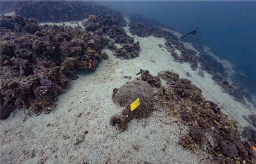 Έτσι θα γίνεται η οργανωμένη επίσκεψη στα ναυάγια της Αλοννήσου και του δυτικού Παγασητικού  - Φωτογραφίες