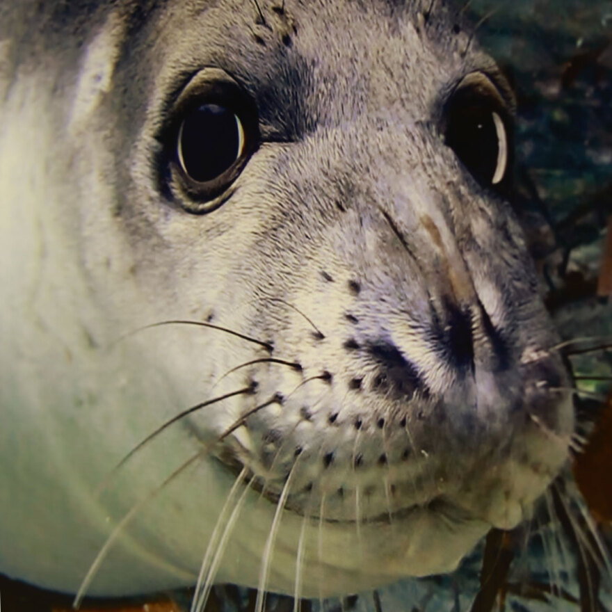 Μεσογειακή φώκια: Κοινές δράσεις σε Ελλάδα και Κύπρο για την προστασία της 