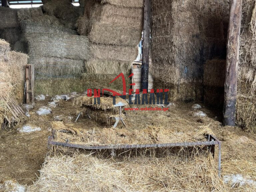 Κακοκαιρία: Πνίγηκαν ζώα σε στάβλο στην Πιερία από την έντονη βροχόπτωση - Βίντεο