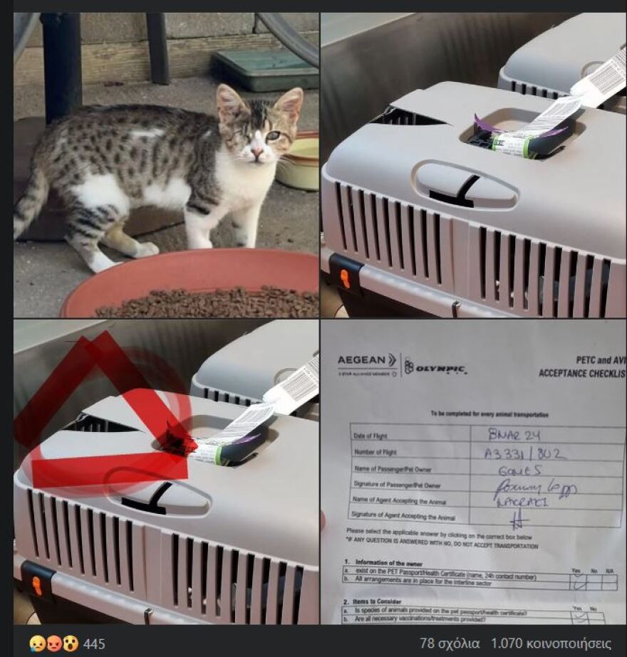 Χανιά: Γατάκι χάθηκε σε πτήση για Μόναχο - Η ανακοίνωση της Aegean για το περιστατικό