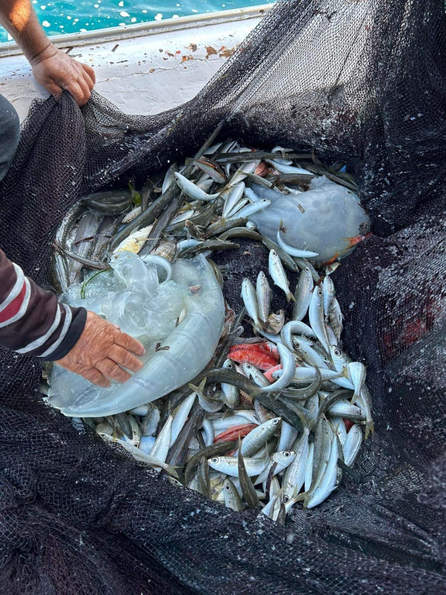 Ρόδος: Η αύξηση της θερμοκρασίας της θάλασσας κατά 3 °C έφερε σπάνια μέδουσα από την Ερυθρά Θάλασσα