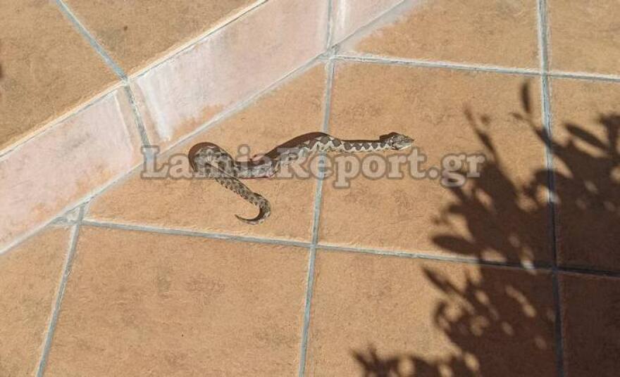 Λαμία: Οχιά... έκοβε βόλτες σε αυλή σπιτιού στον Αφανό