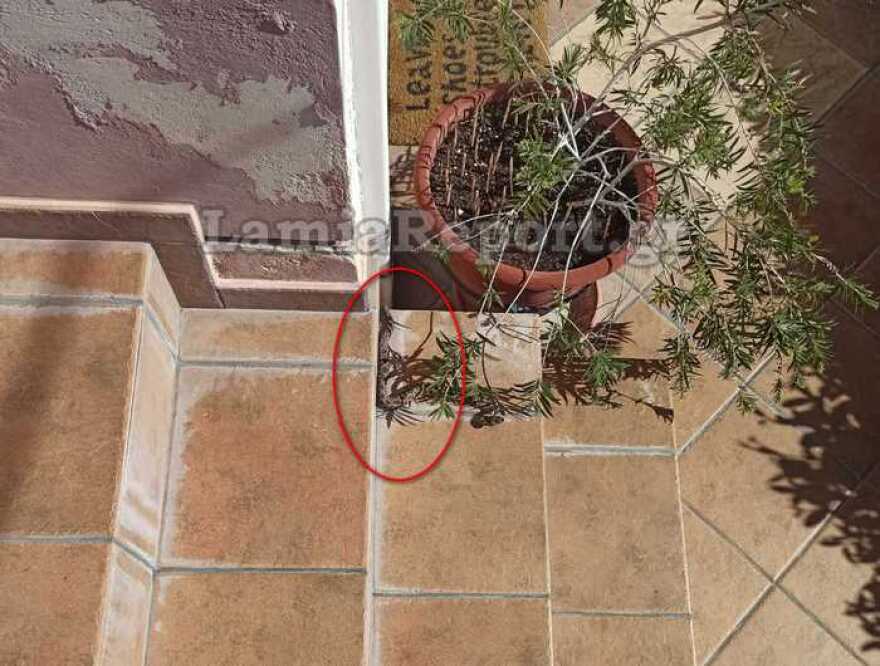 Λαμία: Οχιά... έκοβε βόλτες σε αυλή σπιτιού στον Αφανό